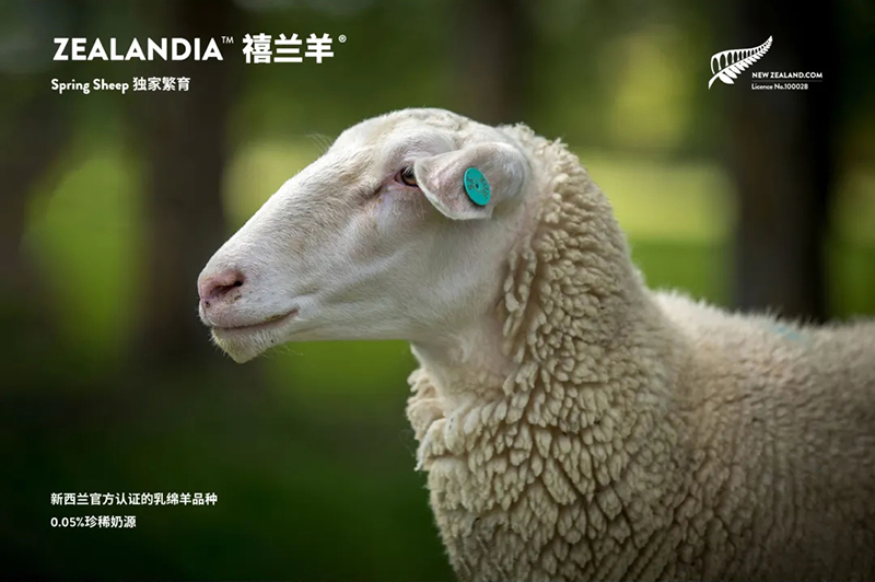 Spring Sheepdȫd׃̷^ע@GCBME05.jpg